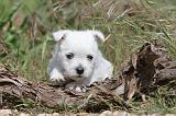 WESTIE 105